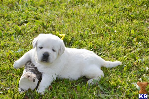 CMacris Picture 3